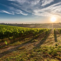 Tuscany Grape Field Nature