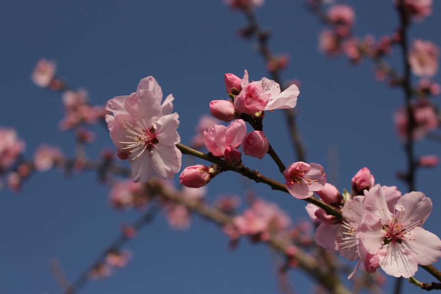 Mandelblüte