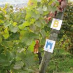 Markierung Burgensteig und Blütenweg an Reben