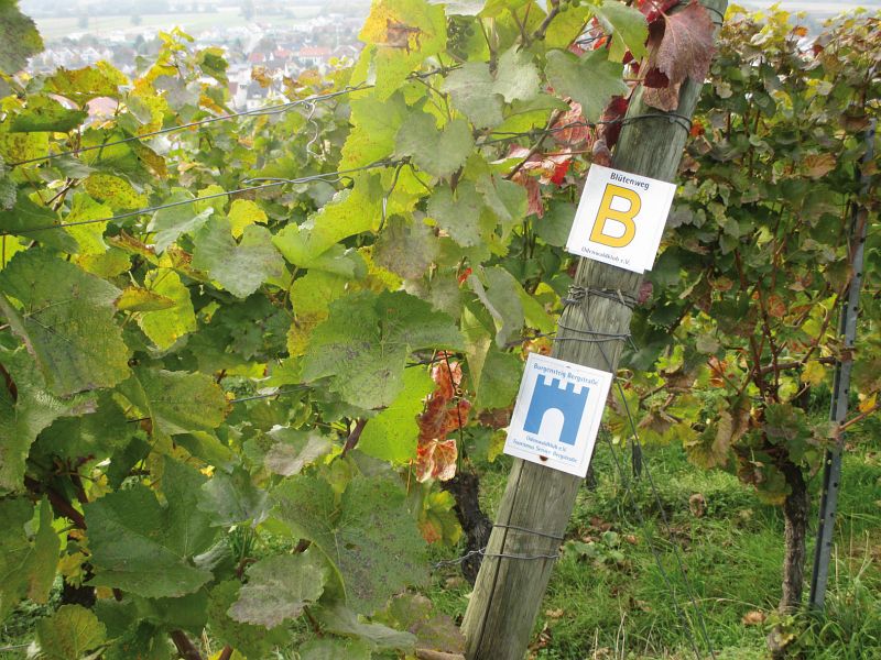 Markierung Burgensteig und Blütenweg an Reben