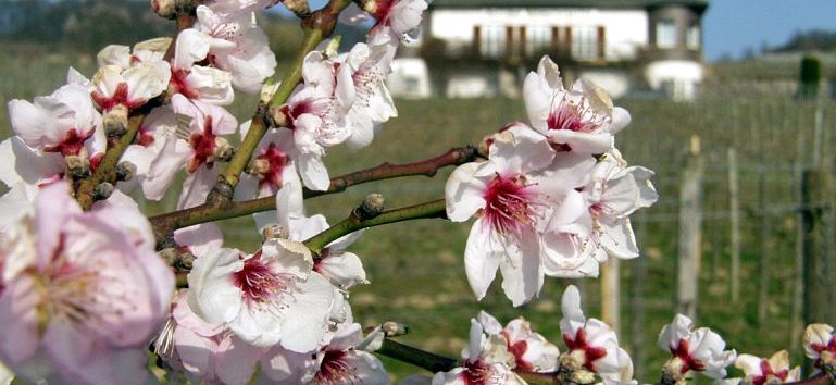 Blüten vor Heppenheimer Rebmuttergarten