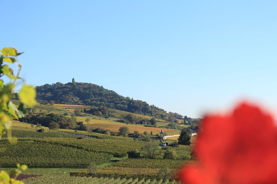 Blick auf Starkenburg durch Weinreben