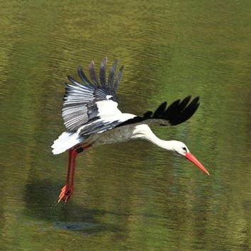 Storch im Flug