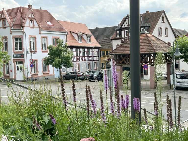 Dorfplatz in Laudenbach mit Fachwerk. Blick durch ein blühendes Beet.