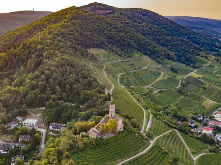 Drohnenaufnahme der Weinberge in Schriesheim und Strahlenburg. Der Verlauf der Wege in den Weinbergen ist zu erkennen.