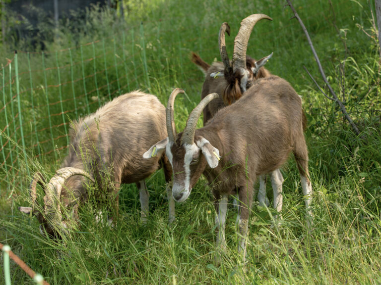 Am Blütenweg – Etappe 4