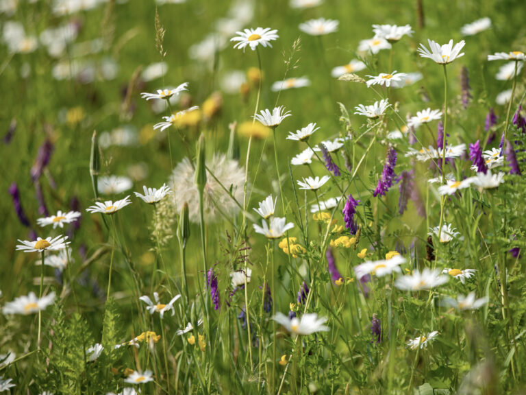 Blumenwiese in Weinheim