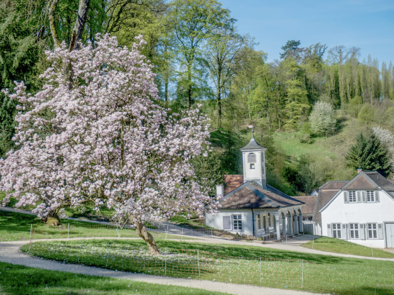 Mandelblüte im Staatspark Fürstenlager
