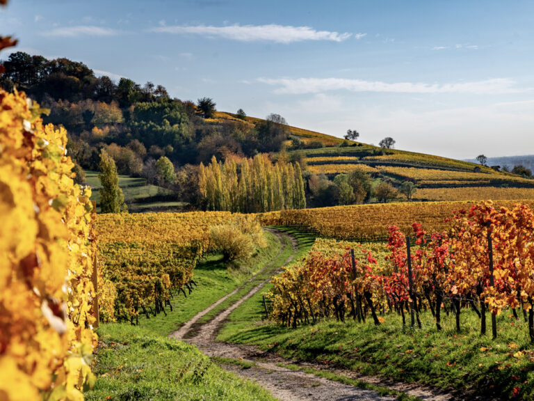 Weinberge im Herbst