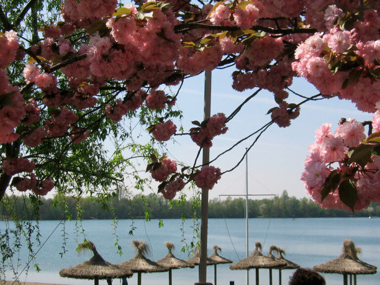 Blüte am Weinheimer Waidsee