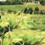 Ein Rotweinglas steht auf einem Holzstamm. Im Hintergrund verschwommen sieht man Landschaft und Weinreben