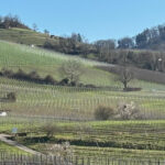 Weinberge im Frühjahr. Mandelbäume beginnen zu blühen. Rechts im Bild die Starkenburg