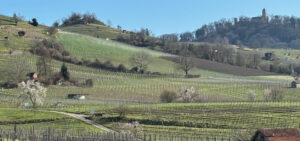 Weinberge im Frühjahr. Mandelbäume beginnen zu blühen. Rechts im Bild die Starkenburg