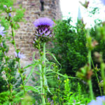 Bunt blühendes Kräuterfeld. Im Hintergrund sieht man verschwommen einen Turm. Helle freundliche Atmosphäre, die Sonne scheint