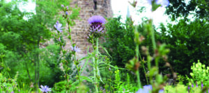 Bunt blühendes Kräuterfeld. Im Hintergrund sieht man verschwommen einen Turm. Helle freundliche Atmosphäre, die Sonne scheint