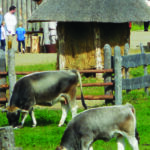 Blick auf das Freilichtlabor Lauresham mit grasenden Kühen im Vordergrund. Im Hintergrund bei den Hütten befinden sich Besucher.