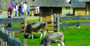 Blick auf das Freilichtlabor Lauresham mit grasenden Kühen im Vordergrund. Im Hintergrund bei den Hütten befinden sich Besucher.