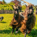 Weidetiere laufen über eine saftig-grüne Wiese bei schönstem Wetter. Im Hintergrund ist auch ein Hund zu sehen