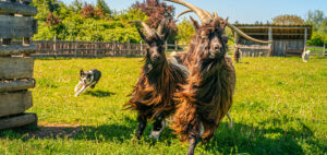 Weidetiere laufen über eine saftig-grüne Wiese bei schönstem Wetter. Im Hintergrund ist auch ein Hund zu sehen