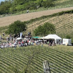 Blick in die Weinberge. Ein Stand an dem zahlreiche Menschen versammelt sind. Die Sonne scheint und die Weinreben beginnen zu wachsen