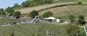 Blick in die Weinberge. Ein Stand an dem zahlreiche Menschen versammelt sind. Die Sonne scheint und die Weinreben beginnen zu wachsen